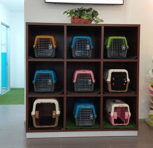 Cat Separated Waiting Room Cat Separated Waiting Room