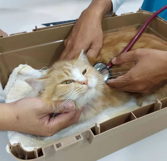 Vet Treating Cat Vet Treating Cat