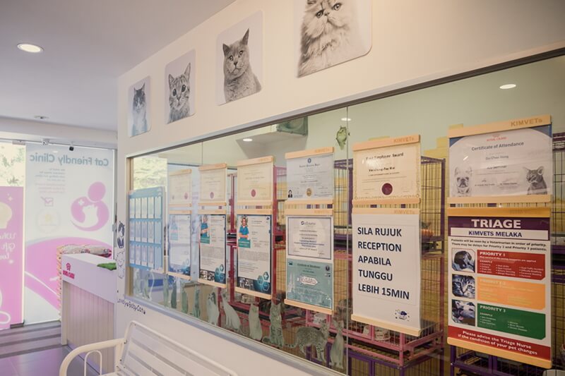Separated Cat Waiting Room Separated Cat Waiting Room
