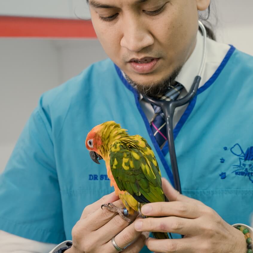 Pet Exotic / Wild Life / Bird